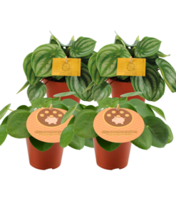 2x Peperomia Argyreia + 2x Pilea Peperomioides – 4 stuks- Ø12cm – ↕20cm