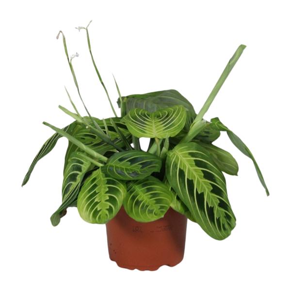 Maranta Leuconeura Fascinator Lemon Lime – Ø12cm – ↕30cm