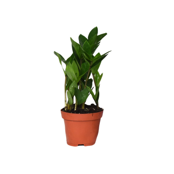 Zamioculcas 35 – Ø12cm – ↕30cm