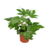 Fatsia Overig – Ø12cm – ↕45cm