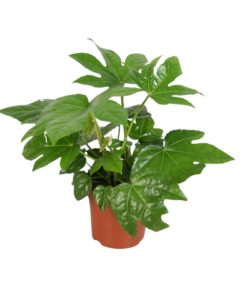 Fatsia Overig – Ø12cm – ↕45cm