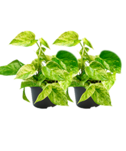 Epipremnum Marble Queen – 2 Stücke – Ø15cm – Ø12cm