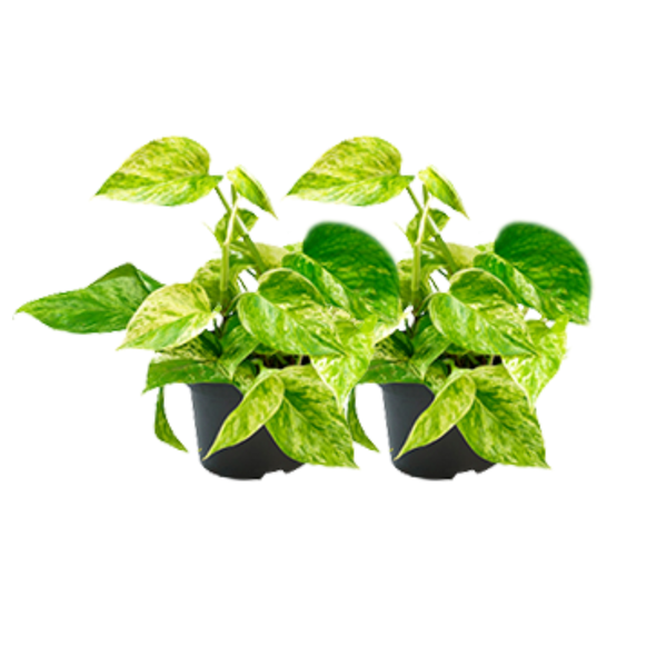 Epipremnum Marble Queen – 2 Stücke – Ø15cm – Ø12cm