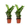 Zamioculcas Zamiifolia – 2 stuks – ø12cm – ↕40cm