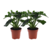 Philodendron Atom – 2 Stücke – Ø12cm – ↕25cm