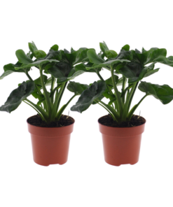 Philodendron Atom – 2 Stücke – Ø12cm – ↕25cm