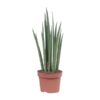 Sansevieria Mikado – Ø12cm – ↕40cm