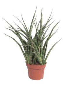 Sansevieria Fernwood Punk – Ø12cm – ↕35cm