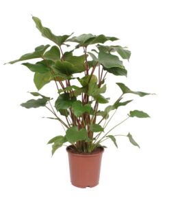 Homalomena Rubescens Maggy – Ø24cm – ↕90cm