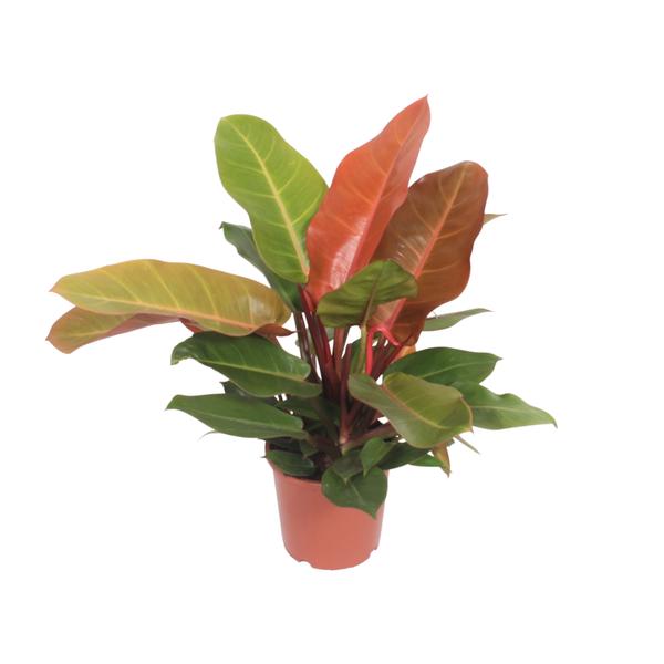 Philodendron Prince of Orange – Ø17cm – ↕45cm