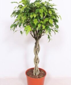 Ficus Exotica – Ø30 ↕120