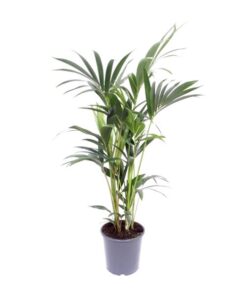 Howea Forsteriana – Ø17cm – ↕75cm