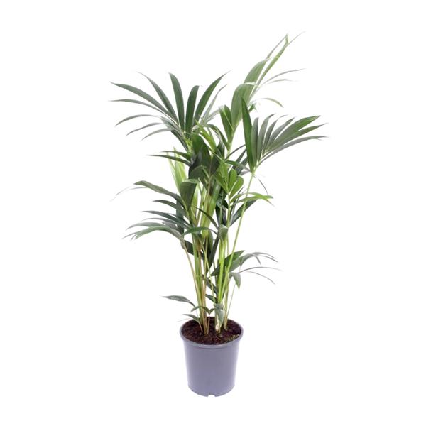 Howea Forsteriana – Ø17cm – ↕75cm