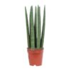 Sansevieria Straight – Ø12cm – ↕40cm