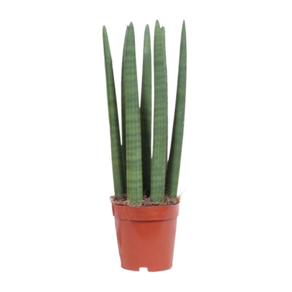 Sansevieria Straight – Ø12cm – ↕40cm