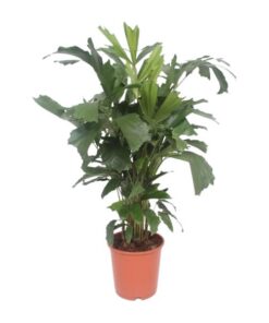 Caryota Mitis – Fischschwanzpalme – Ø24 cm – ↕110 cm