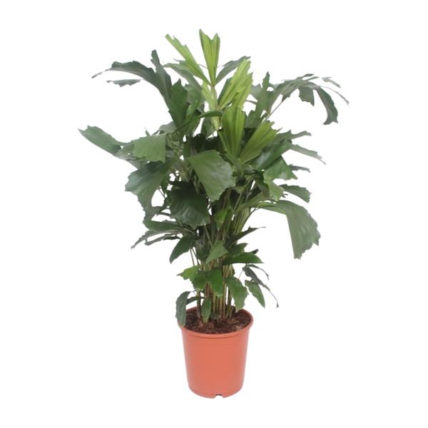 Caryota Mitis – Fischschwanzpalme – Ø24 cm – ↕110 cm