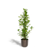 Ficus microcarpa Moclame – Ø21cm – ↕95cm + Topf Mayk Lead