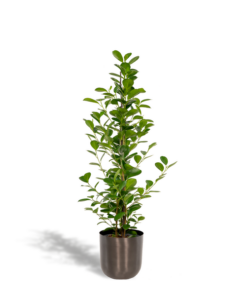 Ficus microcarpa Moclame – Ø21cm – ↕95cm + Topf Mayk Lead