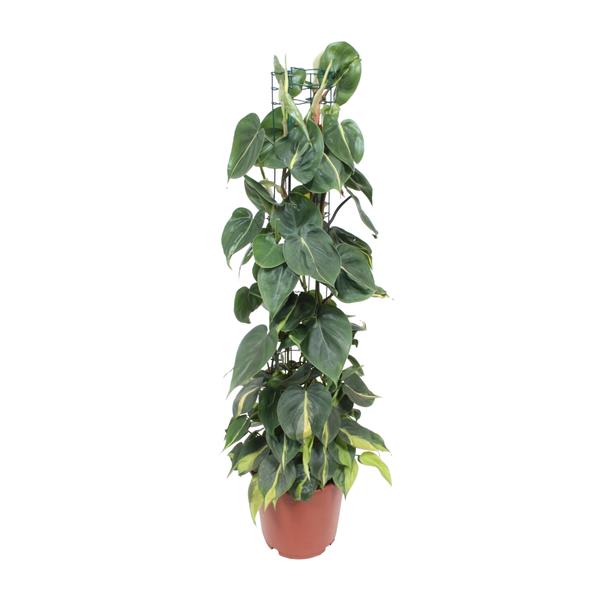 Philodendron Scandens Brasil – Ø24cm – ↕120cm