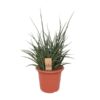 Sansevieria Fernwood Punk – Ø25cm – ↕60cm