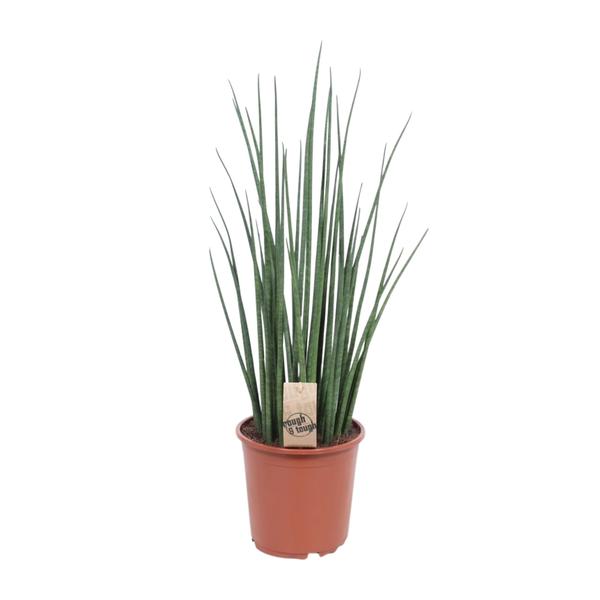 Sansevieria Mikado – Ø19cm – ↕70cm