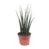 Sansevieria Fernwood Mikado – Ø12cm – ↕40cm