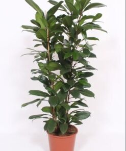 Ficus Cyathistipula – Ø27cm – ↕120cm