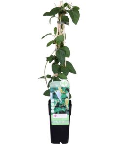 Lonicera japonica ‚Halliana‘ – ↨65cm – Ø15