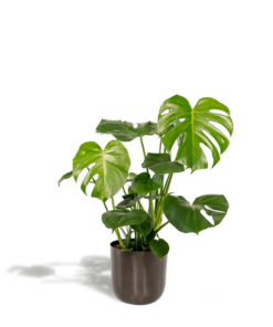 Monstera Deliciosa + Pot Mayk Lead – ↨80cm – Ø21cm