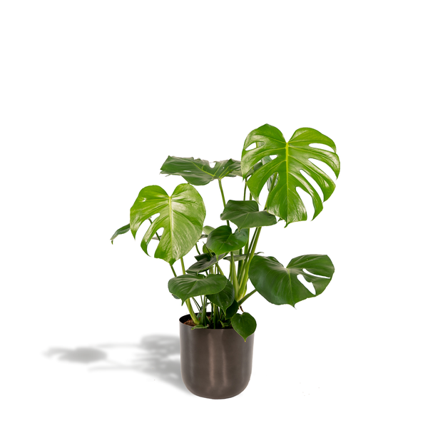 Monstera Deliciosa + Pot Mayk Lead – ↨80cm – Ø21cm