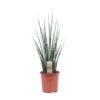 Sansevieria Fernwood Mikado – Ø19cm – ↕80cm