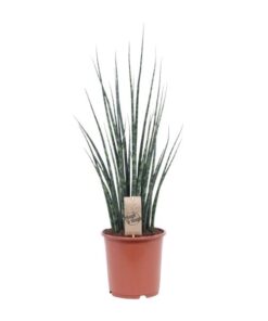 Sansevieria Fernwood Mikado – Ø19cm – ↕80cm