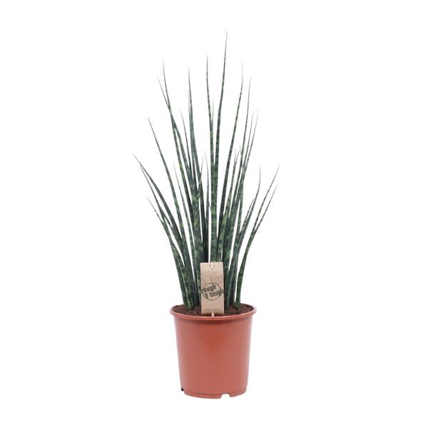 Sansevieria Fernwood Mikado – Ø19cm – ↕80cm