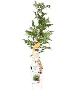 Campsis Indian Summer – Trompetenblume Orange – Ø15 – ↨65cm