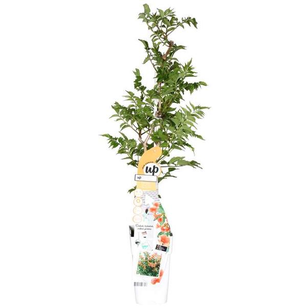 Campsis Indian Summer – Trompetenblume Orange – Ø15 – ↨65cm