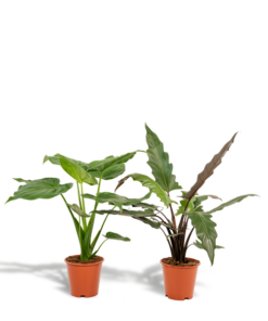 Alocasia Cucullata – Ø19cm – ↕60cm + Alocasia Lauterbachiana – Ø19cm – ↕75cm