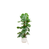 Combi deal – Monstera Pertusum XL inclusief elho Vibes Fold Round wit Ø30 – 120 cm