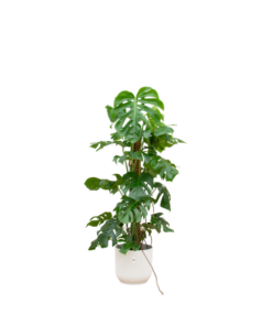 Combi deal – Monstera Pertusum XL inclusief elho Vibes Fold Round wit Ø30 – 120 cm