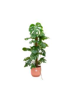 Combi deal – Monstera Pertusum XL inclusief elho Vibes Fold Round Ø30 roze – 120 cm