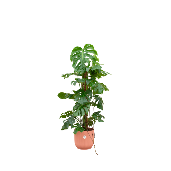 Combi deal – Monstera Pertusum XL inclusief elho Vibes Fold Round Ø30 roze – 120 cm