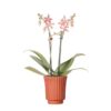 Kolibri Orchids | orange Phalaenopsis Orchidee – Spider in Retro Terracotta – Topfgröße Ø9cm | blühende Zimmerpflanze – frisch vom Züchter