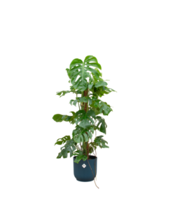 Combi deal – Monstera Pertusum XL inclusief elho Vibes Fold Round Ø30 blauw – 120 cm