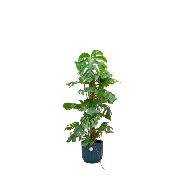 Combi deal – Monstera Pertusum XL inclusief elho Vibes Fold Round Ø30 blauw – 120 cm