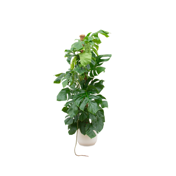 Combi deal – Monstera Pertusum XL inclusief elho Vibes Fold Round wit Ø30 – 150 cm