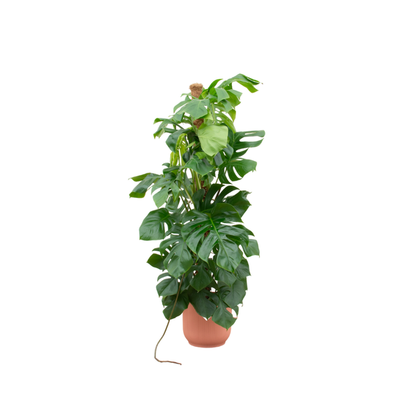 Combi deal – Monstera Pertusum XL inclusief elho Vibes Fold Round roze Ø30 – 150 cm