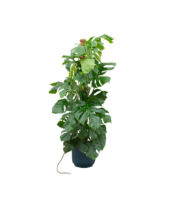 Combi deal – Monstera Pertusum XL inclusief elho Vibes Fold Round blauw Ø30 – 150 cm