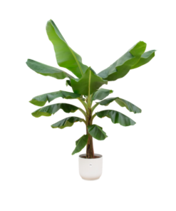 Combi deal – Bananenplant (Musa) inclusief elho Vibes Fold Round wit Ø30 – 180 cm