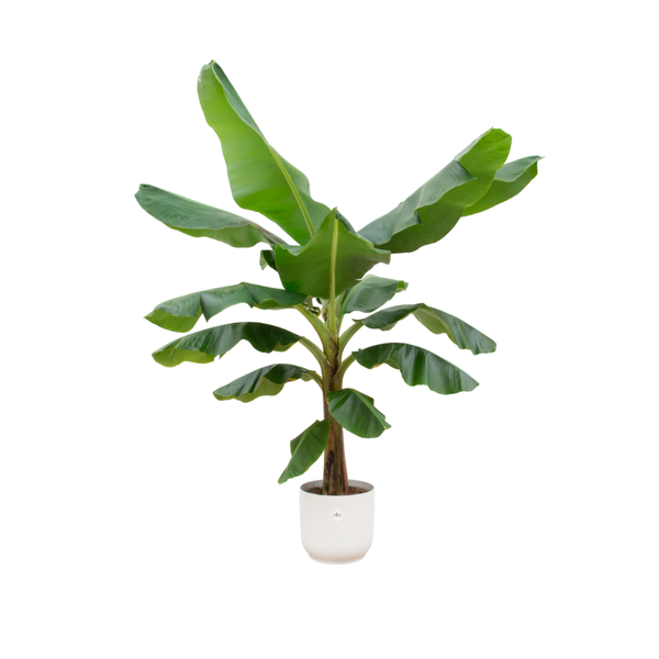 Combi deal – Bananenplant (Musa) inclusief elho Vibes Fold Round wit Ø30 – 180 cm