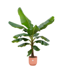 Combi deal – Bananenplant (Musa) inclusief elho Vibes Fold Round roze Ø30 – 180 cm